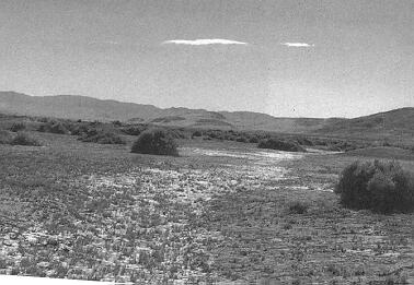 Old photograph of 40 mile desert
