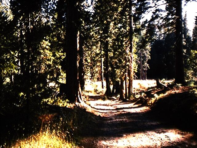 Photograph of trail heading south through forest