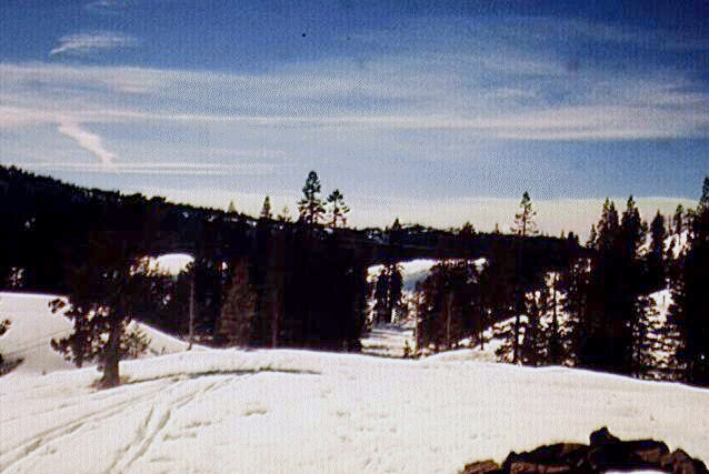 Photograph of snow-covered forest