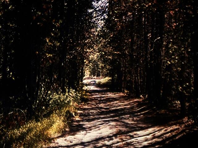 Photograph of old trail through forest